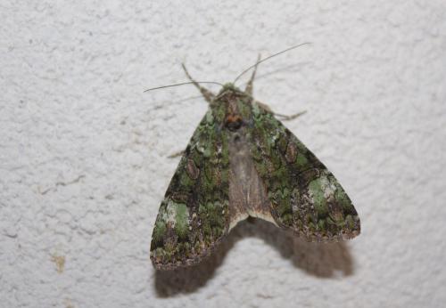 Réf. 236 241 : Anaplectoides prasina